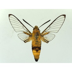 /filer/webapps/moths/media/images/V/virescens_Cephonodes_AM_Basquin_02.jpg