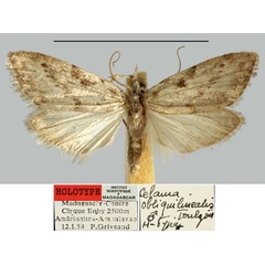 /filer/webapps/moths/media/images/O/obliquilinealis_Celama_HT_MNHN.jpg