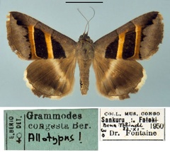 /filer/webapps/moths/media/images/C/congesta_Grammodes_AT_MSNM.jpg