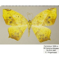 /filer/webapps/moths/media/images/A/ansorgei_Epigynopteryx_AF_ZSM_01.jpg