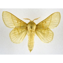 /filer/webapps/moths/media/images/M/monteiroi_Trichopisthia_AM_NHMO.jpg