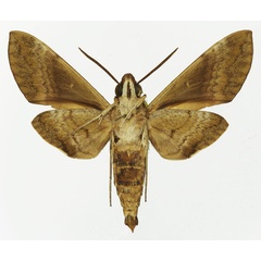 /filer/webapps/moths/media/images/A/argentifera_Nephele_AM_Basquinb.jpg