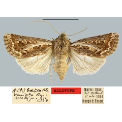 /filer/webapps/moths/media/images/V/variata_Agrotis_AT_MNHN.jpg