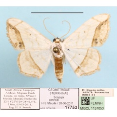 /filer/webapps/moths/media/images/P/penricei_Scopula_A_MGCLa_01.JPG