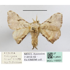 /filer/webapps/moths/media/images/O/obliquisigna_Racinoa_A_MGCLa_02.JPG