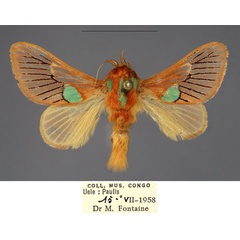 /filer/webapps/moths/media/images/T/tommasoi_Delorhachis_PTM_RMCA_01.jpg