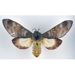 /filer/webapps/moths/media/images/P/postica_Gonometa_AF_NHMO.jpg