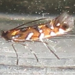 /filer/webapps/moths/media/images/L/lemarchandi_Phyllonorycter_AM_Bippus_02.jpg