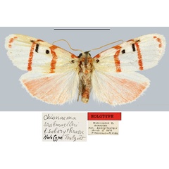 /filer/webapps/moths/media/images/S/suberythraea_Chionaema_HT_MNHN.jpg