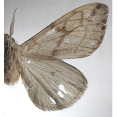 /filer/webapps/moths/media/images/A/aurantiaca_Monstruncusarctia_AM_SZMN.jpg