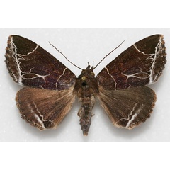 /filer/webapps/moths/media/images/L/luteilinea_Platyja_AF_Legrain.jpg