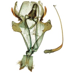 /filer/webapps/moths/media/images/B/bigoti_Titanoptilus_GMHT_ZMJU.jpg