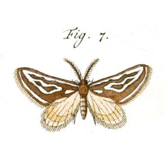 /filer/webapps/moths/media/images/F/frosinaria_Conchylia_Stoll_36_7.jpg