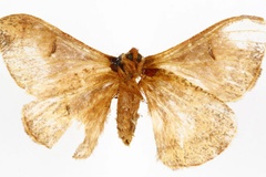 Campimoptilum smithii