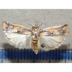 /filer/webapps/moths/media/images/O/oegnusalis_Epicrocis_A_Goffa_04.jpg