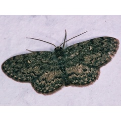 /filer/webapps/moths/media/images/C/crescentifera_Discomiosis_A_Roland.jpg