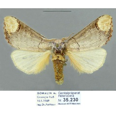 /filer/webapps/moths/media/images/P/politzari_Antheua_HT_Schintlmeister.jpg