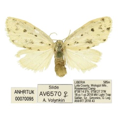 /filer/webapps/moths/media/images/A/ankistro_Siccia_PTF_ANHRT.jpg