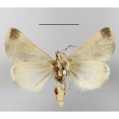 /filer/webapps/moths/media/images/B/balnearia_Tytroca_A_MGCLb_01.JPG