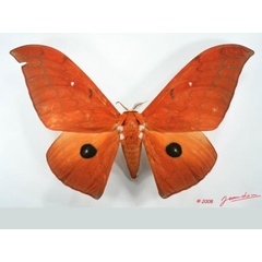 /filer/webapps/moths/media/images/I/illustris_Pseudobunaea_A_Albert.jpg