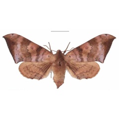 /filer/webapps/moths/media/images/C/contraria_Andriasa_AF_EMEM_02.jpg