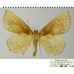 /filer/webapps/moths/media/images/T/torata_Asthenotricha_AM_ZSMa.jpg