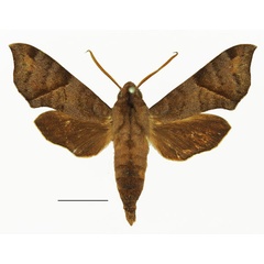 /filer/webapps/moths/media/images/S/subapicalis_Temnora_AM_Basquin_01a.jpg