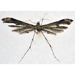 /filer/webapps/moths/media/images/S/strictiformis_Inferuncus_A_NHMO.jpg