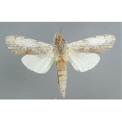 /filer/webapps/moths/media/images/N/nigripuncta_Arciera_A_RMCA.jpg