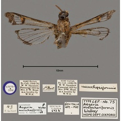 /filer/webapps/moths/media/images/M/mesochoriformis_Aegeria_HT_OUMNH_02.jpg