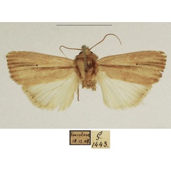 /filer/webapps/moths/media/images/P/prominens_Mythimna_AM_TMSA_01.jpg