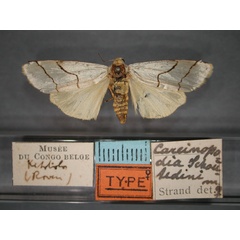 /filer/webapps/moths/media/images/S/schoutedeni_Carcinopodia_ST_RMCA_01.jpg