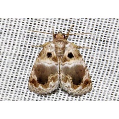/filer/webapps/moths/media/images/M/melaphora_Protarache_A_Braun_05.jpg