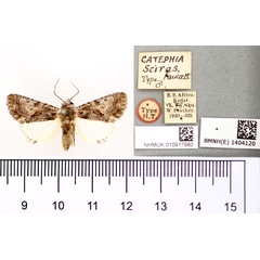 /filer/webapps/moths/media/images/S/sciras_Catephia_HT_BMNH.jpg