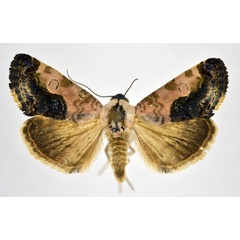 /filer/webapps/moths/media/images/C/carnescens_Acontia_AF_NHMO.jpg