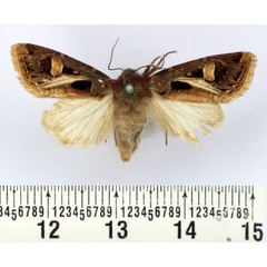 /filer/webapps/moths/media/images/A/albivitta_Odontestra_AF_BMNH.jpg