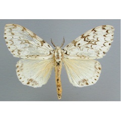 /filer/webapps/moths/media/images/P/polysticta_Lymantica_A_RMCA_01.jpg