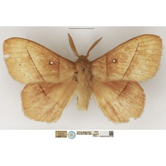 /filer/webapps/moths/media/images/T/tandoensis_Philotherma_STM_NHMUK_01.jpg