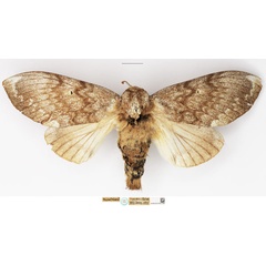 /filer/webapps/moths/media/images/M/maputuana_Dinometa_PLTF_NHMUK.jpg
