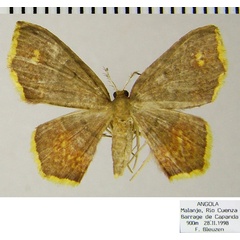 /filer/webapps/moths/media/images/M/mediofusca_Eois_AM_ZSM_02.jpg