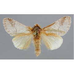 /filer/webapps/moths/media/images/S/septentrionalis_Epicerura_HT_RMCA.jpg