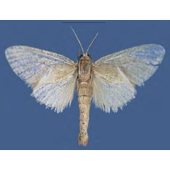 /filer/webapps/moths/media/images/B/butleri_Lukeniana_PTF_ZFMK.jpg