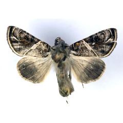 /filer/webapps/moths/media/images/E/euchroa_Ctenoplusia_AM_RMCA.jpg