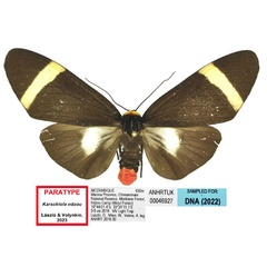 /filer/webapps/moths/media/images/N/ndzou_Karschiola_PTF_ANHRT_02.jpg