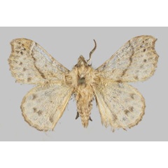 /filer/webapps/moths/media/images/D/dargei_Odontopacha_PTM_Mueller_02.jpg