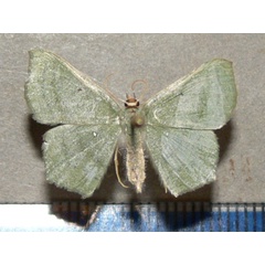 /filer/webapps/moths/media/images/V/vividaria_Traminda_A_Goff_01.jpg