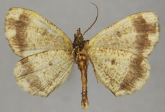 /filer/webapps/moths/media/images/N/nacaria_Xylopteryx_AM_ZSMb.jpg