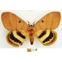 /filer/webapps/moths/media/images/T/tripunctata_Jana_AM_NHMUK.jpg