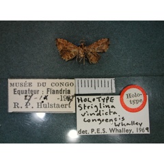 /filer/webapps/moths/media/images/C/congoensis_Jamboina_HT_RMCA_02.jpg