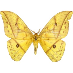 /filer/webapps/moths/media/images/D/discrepans_Pseudantheraea_AM_MCJM.jpg